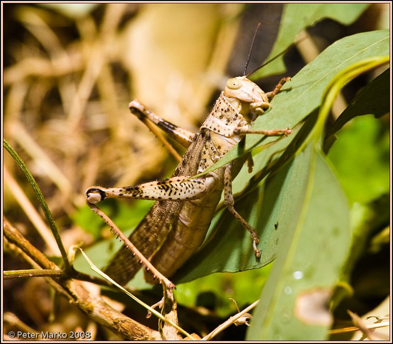 WV8X8295.jpg - Grasshopper, Sydney, Australia